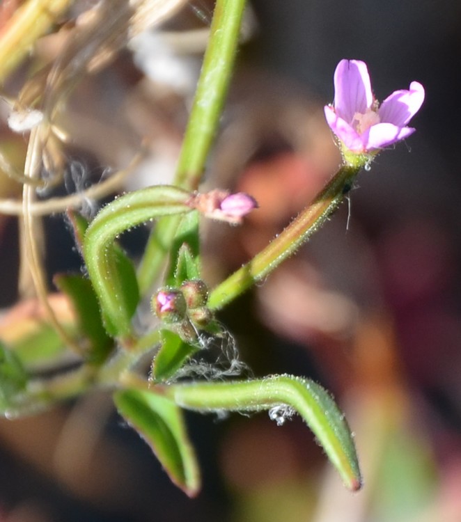 Erba ripariale? Epilobium sp.